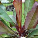 Musa x 'Maurelii'